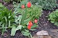 8. Tulips & forget me nots